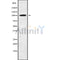 Western blot analysis of ETAA1 using RAW264.7 whole cell lysates