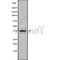 Western blot analysis FAIM2 using COLO205 whole cell lysates