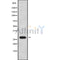 Western blot analysis FOLR2 using HeLa whole cell lysates