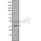 Western blot analysis FOLR3 using RAW264.7 whole cell lysates