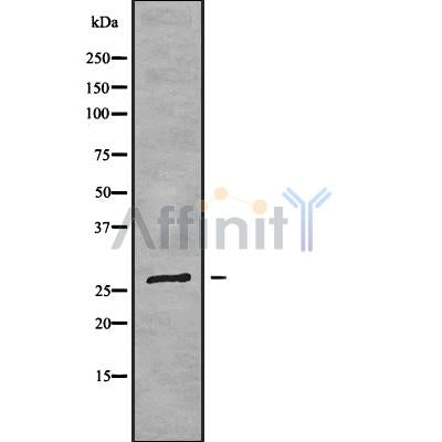Western blot analysis FOLR3 using RAW264.7 whole cell lysates