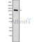 Western blot analysis FNBP4 using RAW264.7 whole cell lysates