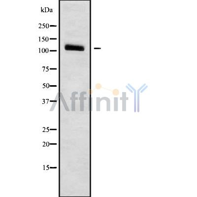Western blot analysis FNBP4 using RAW264.7 whole cell lysates