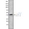 Western blot analysis FUT2 using HT29 whole cell lysates