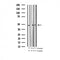 AF3118 staining 293 by IF/ICC. The sample were fixed with PFA and permeabilized in 0.1% Triton X-100,then blocked in 10% serum for 45 minutes at 25¡ãC. The primary antibody was diluted at 1/200 and incubated with the sample for 1 hour at 37¡ãC. An  Alexa Fluor 594 conjugated goat anti-rabbit IgG (H+L) Ab, diluted at 1/600, was used as the secondary antibod