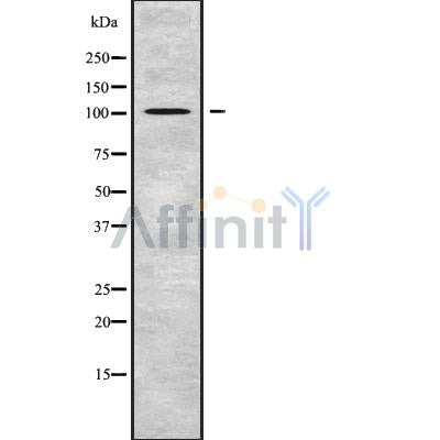 Western blot analysis of TUBGCP2 using HT29 whole cell lysates