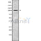 Western blot analysis of TUBGCP2 using HT29 whole cell lysates