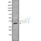 Western blot analysis GJB5 using HepG2 whole cell lysates