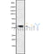 Western blot analysis GMDS using COLO205 whole cell lysates