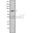 DF9531 at 1/100 staining Human prostate tissue by IHC-P. The sample was formaldehyde fixed and a heat mediated antigen retrieval step in citrate buffer was performed. The sample was then blocked and incubated with the antibody for 1.5 hours at 22¡ãC. An HRP conjugated goat anti-rabbit antibody was used as the secondary