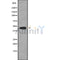 Western blot analysis GAPDHS using HeLa whole cell lysates