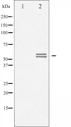 AF3119 staining K562 by IF/ICC. The sample were fixed with PFA and permeabilized in 0.1% Triton X-100,then blocked in 10% serum for 45 minutes at 25¡ãC. The primary antibody was diluted at 1/200 and incubated with the sample for 1 hour at 37¡ãC. An  Alexa Fluor 594 conjugated goat anti-rabbit IgG (H+L) Ab, diluted at 1/600, was used as the secondary antibod
