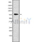 Western blot analysis GPSM2 using K562 whole cell lysates