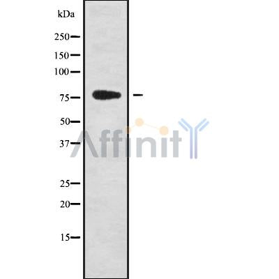 Western blot analysis GPSM2 using K562 whole cell lysates