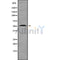 Western blot analysis GDF6 using HeLa whole cell lysates