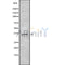 Western blot analysis GIMAP7 using HuvEc whole cell lysates