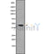 Western blot analysis GTPBP5 using RAW264.7 whole cell lysates