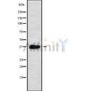 Western blot analysis using HT29 whole cell lysates