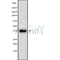 Western blot analysis using HT29 whole cell lysates