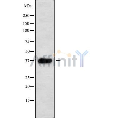 Western blot analysis using HT29 whole cell lysates