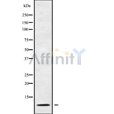 Western blot analysis of extracts from various samples, using GNG13 Antibody.
 Lane 1: Mouse brain treated with blocking peptide;
 Lane 2: Mouse brain;
Lane 3: MCF7;
Lane 4: 3T3;
Lane 5: HepG2.