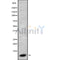 Western blot analysis of extracts from rat brain, using GNG3 Antibody. Lane 1 was treated with the blocking peptide.
