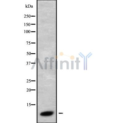 Western blot analysis of extracts from rat brain, using GNG3 Antibody. Lane 1 was treated with the blocking peptide.