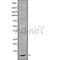 Western blot analysis GNG4 using HuvEc whole cell lysates