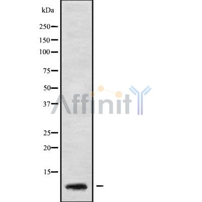 Western blot analysis GNG5 using HeLa whole cell lysates