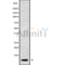 Western blot analysis GNG5 using HeLa whole cell lysates
