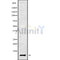 Western blot analysis of extracts from mouse brain, using GNG8 Antibody. Lane 1 was treated with the blocking peptide.