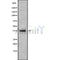 Western blot analysis GNB1 using HeLa whole cell lysates