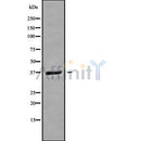 Western blot analysis GNB3 using A549 whole cell lysates
