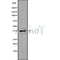 Western blot analysis GNB3 using A549 whole cell lysates