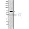 Western blot analysis GNL3 using LOVO whole cell lysates