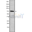 Western blot analysis of extracts from various samples, using HGFAC Antibody.
 Lane 1: hybridoma cells treated with blocking peptide.
 Lane 2: hybridoma cells;
 Lane 3: 293;
 