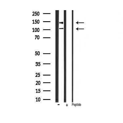 AF3123 staining 293 by IF/ICC. The sample were fixed with PFA and permeabilized in 0.1% Triton X-100,then blocked in 10% serum for 45 minutes at 25¡ãC. The primary antibody was diluted at 1/200 and incubated with the sample for 1 hour at 37¡ãC. An  Alexa Fluor 594 conjugated goat anti-rabbit IgG (H+L) Ab, diluted at 1/600, was used as the secondary antibod