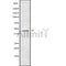 Western blot analysis of extracts from hybridoma cells, using HOXB3 Antibody. Lane 1 was treated with the blocking peptide.