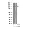 AF3124 staining 293 by IF/ICC. The sample were fixed with PFA and permeabilized in 0.1% Triton X-100,then blocked in 10% serum for 45 minutes at 25¡ãC. The primary antibody was diluted at 1/200 and incubated with the sample for 1 hour at 37¡ãC. An  Alexa Fluor 594 conjugated goat anti-rabbit IgG (H+L) Ab, diluted at 1/600, was used as the secondary antibod