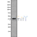 Western blot analysis NKX23 using RAW264.7 whole cell lysates
