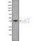 Western blot analysis NKX23 using RAW264.7 whole cell lysates