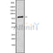 DF9592 at 1/100 staining Human spleen tissue by IHC-P. The sample was formaldehyde fixed and a heat mediated antigen retrieval step in citrate buffer was performed. The sample was then blocked and incubated with the antibody for 1.5 hours at 22¡ãC. An HRP conjugated goat anti-rabbit antibody was used as the secondary