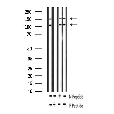 AF3125 staining 293 by IF/ICC. The sample were fixed with PFA and permeabilized in 0.1% Triton X-100,then blocked in 10% serum for 45 minutes at 25¡ãC. The primary antibody was diluted at 1/200 and incubated with the sample for 1 hour at 37¡ãC. An  Alexa Fluor 594 conjugated goat anti-rabbit IgG (H+L) Ab, diluted at 1/600, was used as the secondary antibod
