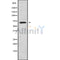DF9604 at 1/100 staining Human lymph node tissue by IHC-P. The sample was formaldehyde fixed and a heat mediated antigen retrieval step in citrate buffer was performed. The sample was then blocked and incubated with the antibody for 1.5 hours at 22¡ãC. An HRP conjugated goat anti-rabbit antibody was used as the secondary