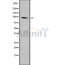 Western blot analysis of LRP12 using Jurkat whole cell lysates
