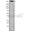 Western blot analysis of LRP1B using NIH-3T3 whole cell lysates