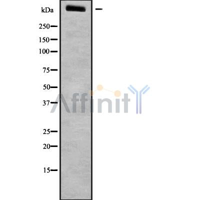 Western blot analysis of LRP1B using NIH-3T3 whole cell lysates