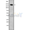 Western blot analysis of extracts from 3t3, using LRP4 Antibody. The lane on the left was treated with blocking peptide.