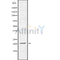 Western blot analysis of extracts from Mouse brain, using MED29 Antibody. The lane on the left was treated with blocking peptide.