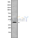 Western blot analysis of MED4 using HT29 whole cell lysates
